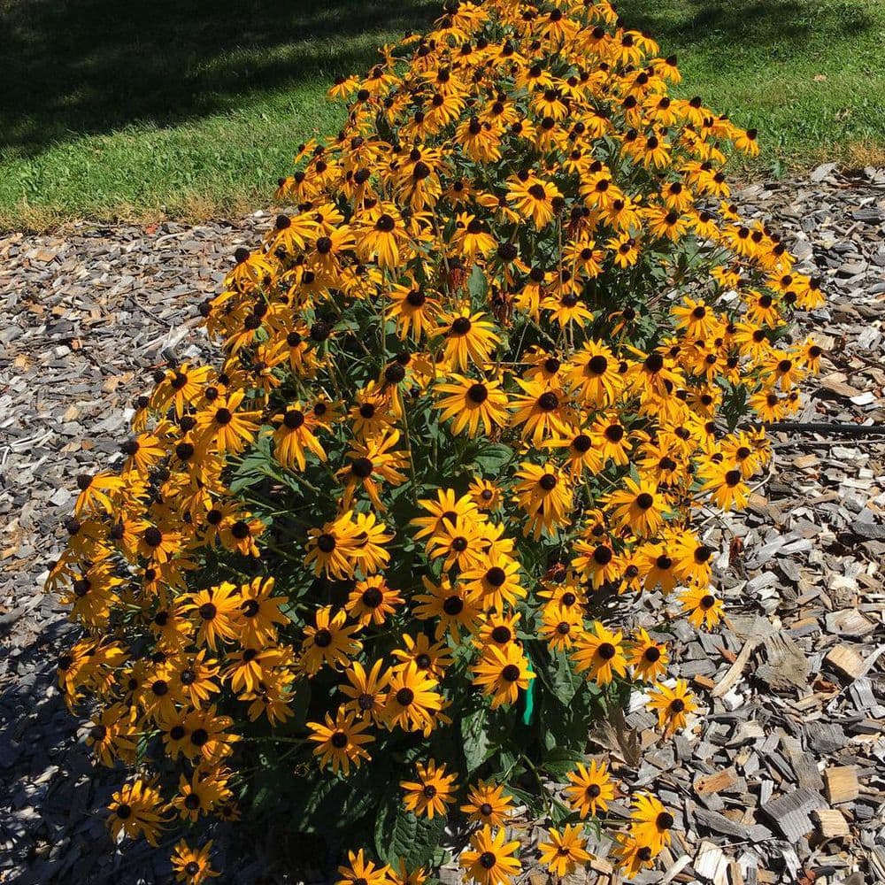 0.65 Gal. Mega Millions Black-Eyed Susan (Rudbeckia Fulgida) Live Perennial Plant with Yellow Flowers - Hercitys