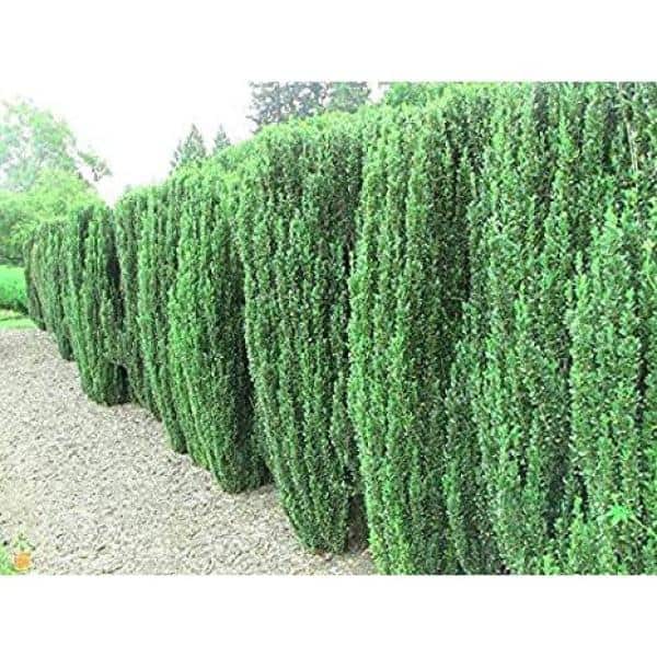 1 Gal. Sky Pencil Japanese Holly Shrub Columnar Evergreen Especially Elegant in Containers and as Hedges - Hercitys