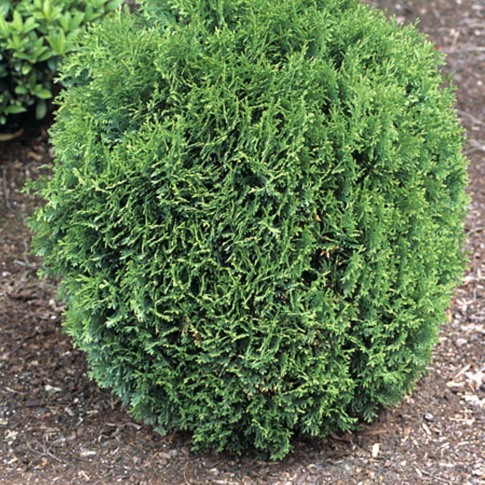 2.5 QT Little Giant Dwarf Arborvitae (Thuja o. ‘Little Giant’) Evergreen Shrub 1-Each - Hercitys