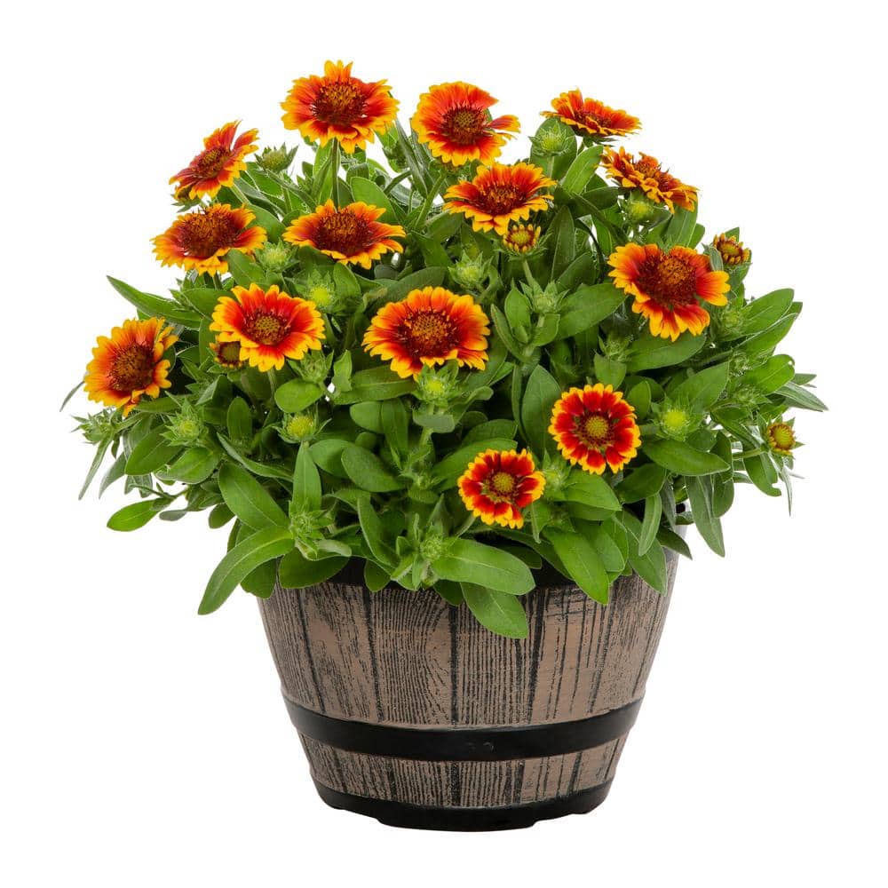 1 Gal. Barbican Yellow Red Ring Gaillardia Blanket Flower Napa Barrel Planter Perennial Plant (1-Pack) - Hercitys