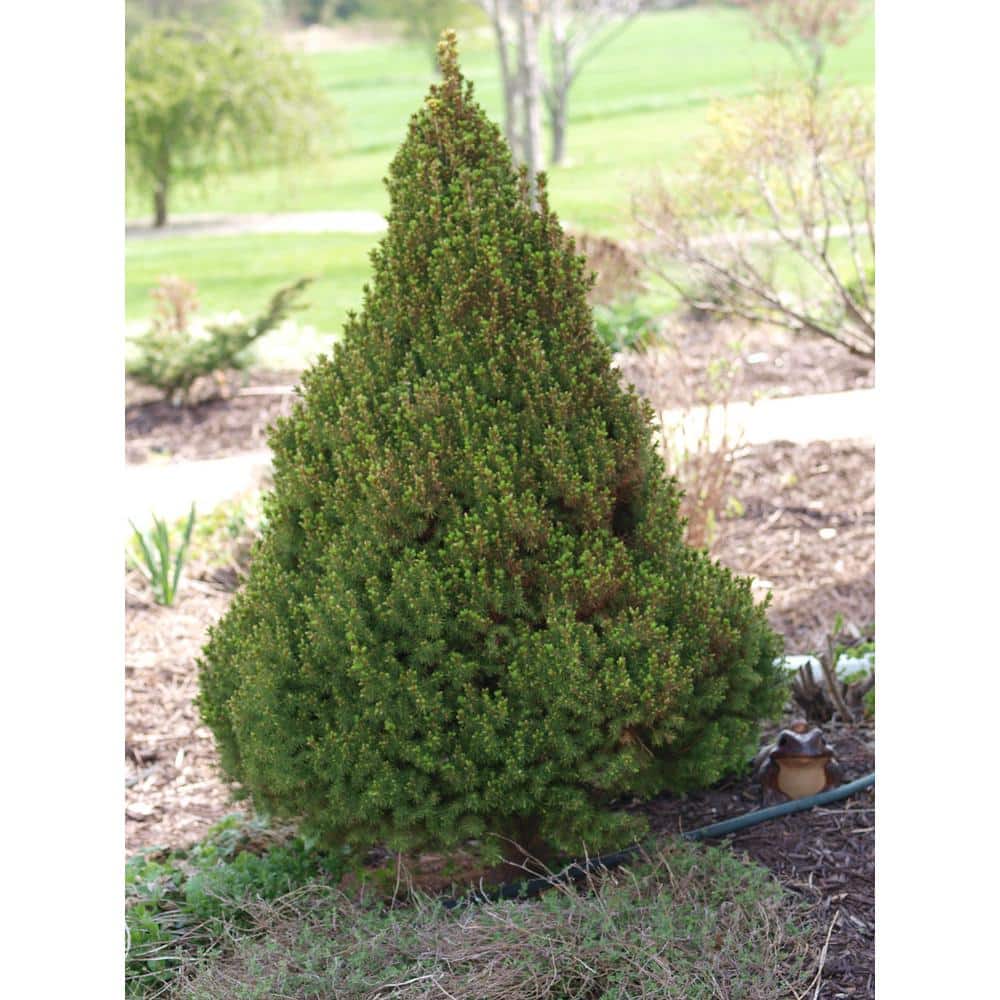1 Gal. Dwarf Alberta Spruce Shrub Aromatic and Soft Evergreen Foliage, Almost no Maintenance Required - Hercitys