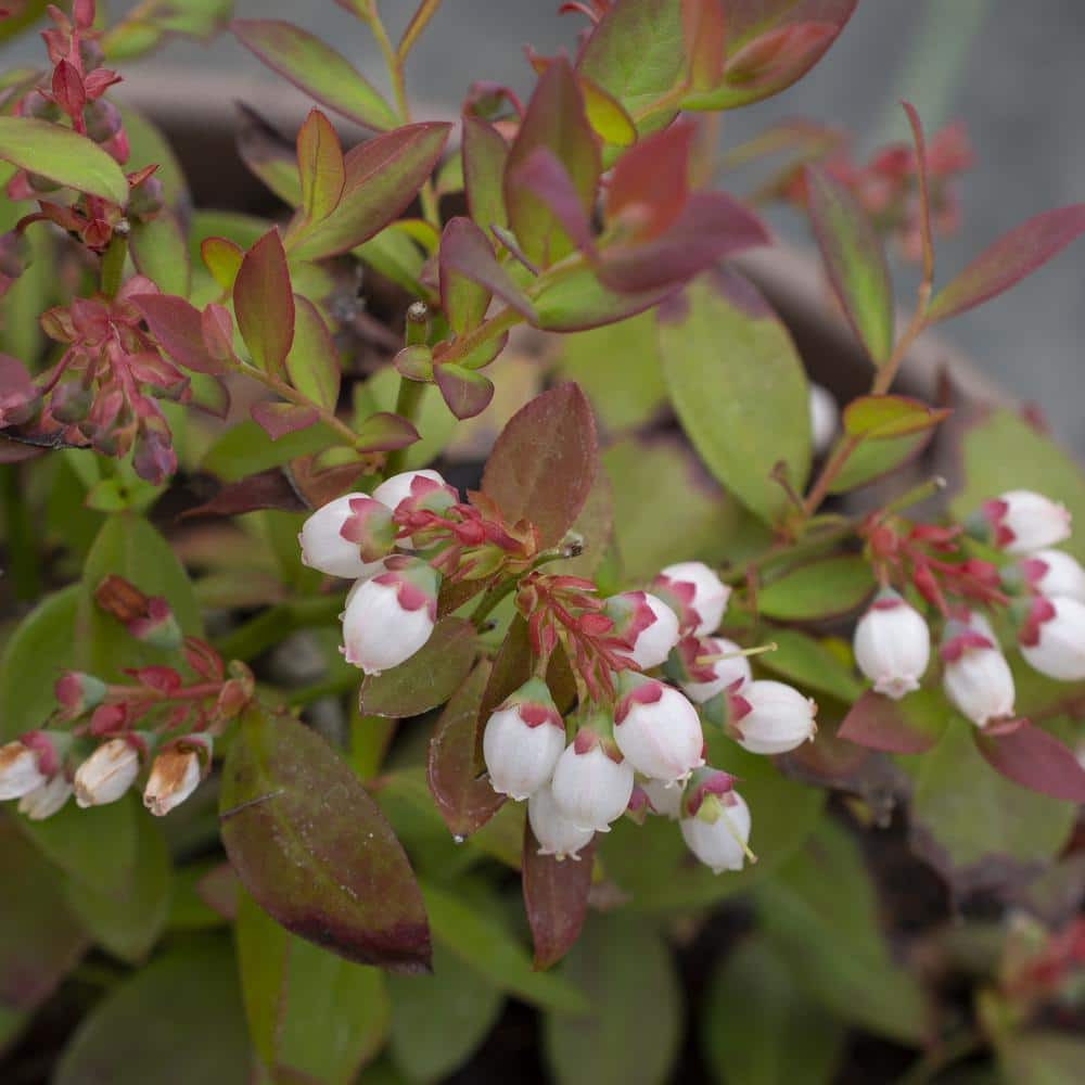 1 Gal. Bushel and Berry Sapphire Cascade Hanging Blueberry Live Plant - Hercitys