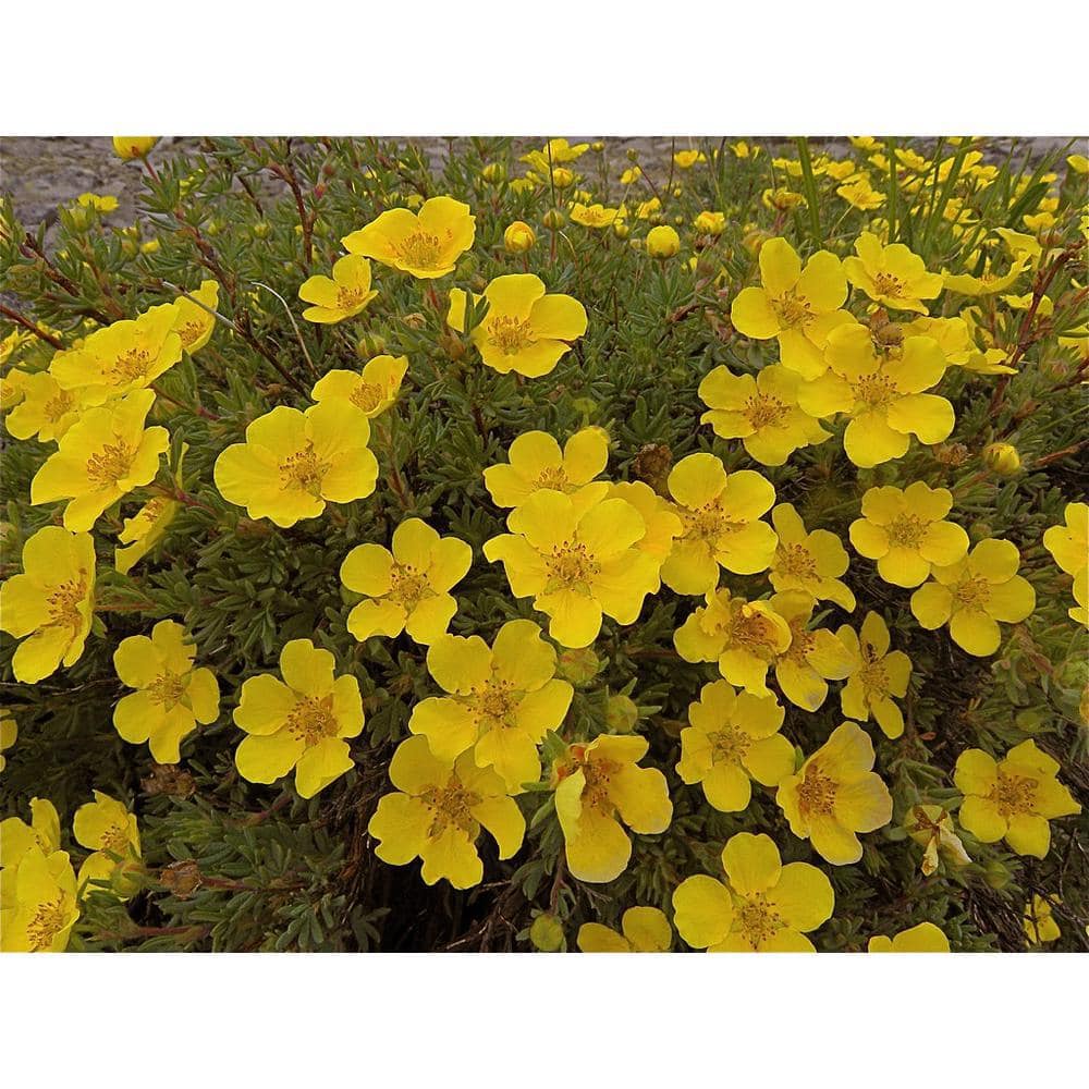 1 Gal. Gold Drop Potentilla Shrub Beautiful Dwarf Shrub Lights Up with Profuse Golden Blossoms - Hercitys