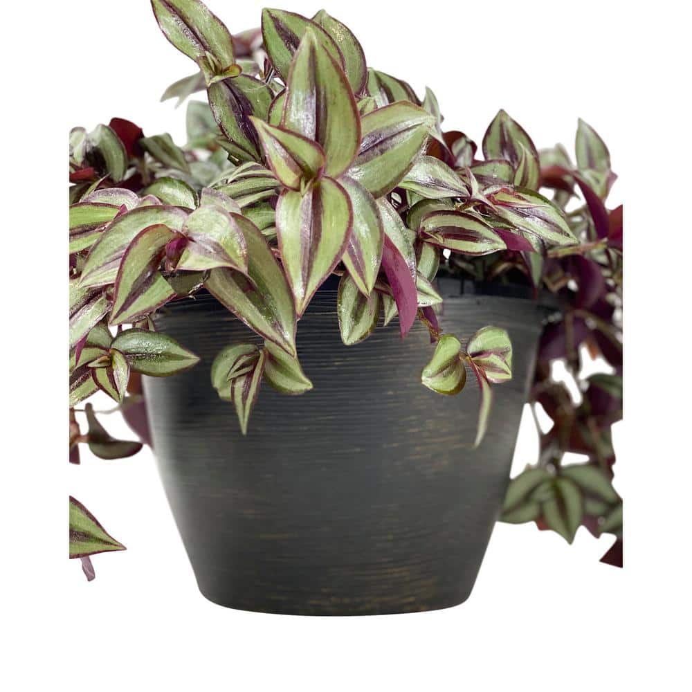 1.8 Gal. Tradescantia Plant in 11 in. Hanging Basket - Hercitys
