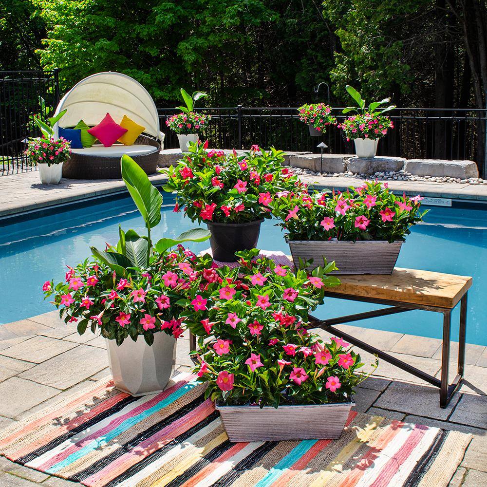 1.5 Pint Dipladenia Flowering Annual Shrub with Pink Flowers (4-Pack) - Hercitys