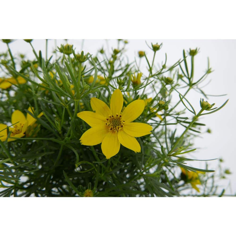 2.5 qt. Coreopsis v. Zagreb Perennial (4-Pack) - Hercitys