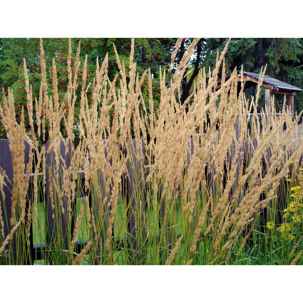 1 Gal. Avalanche Feather Reed Grass – Lovely Tall, Variegated Ornamental Grass Perfect for Borders and Accents - Hercitys