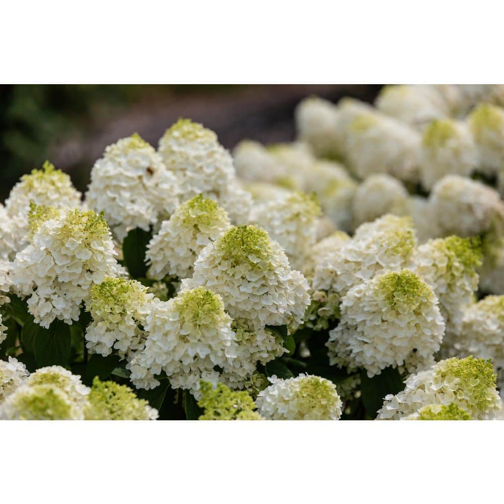 1 Gal. Hydrangea, Little Hottie Hydrangea – (1 piece) - Hercitys
