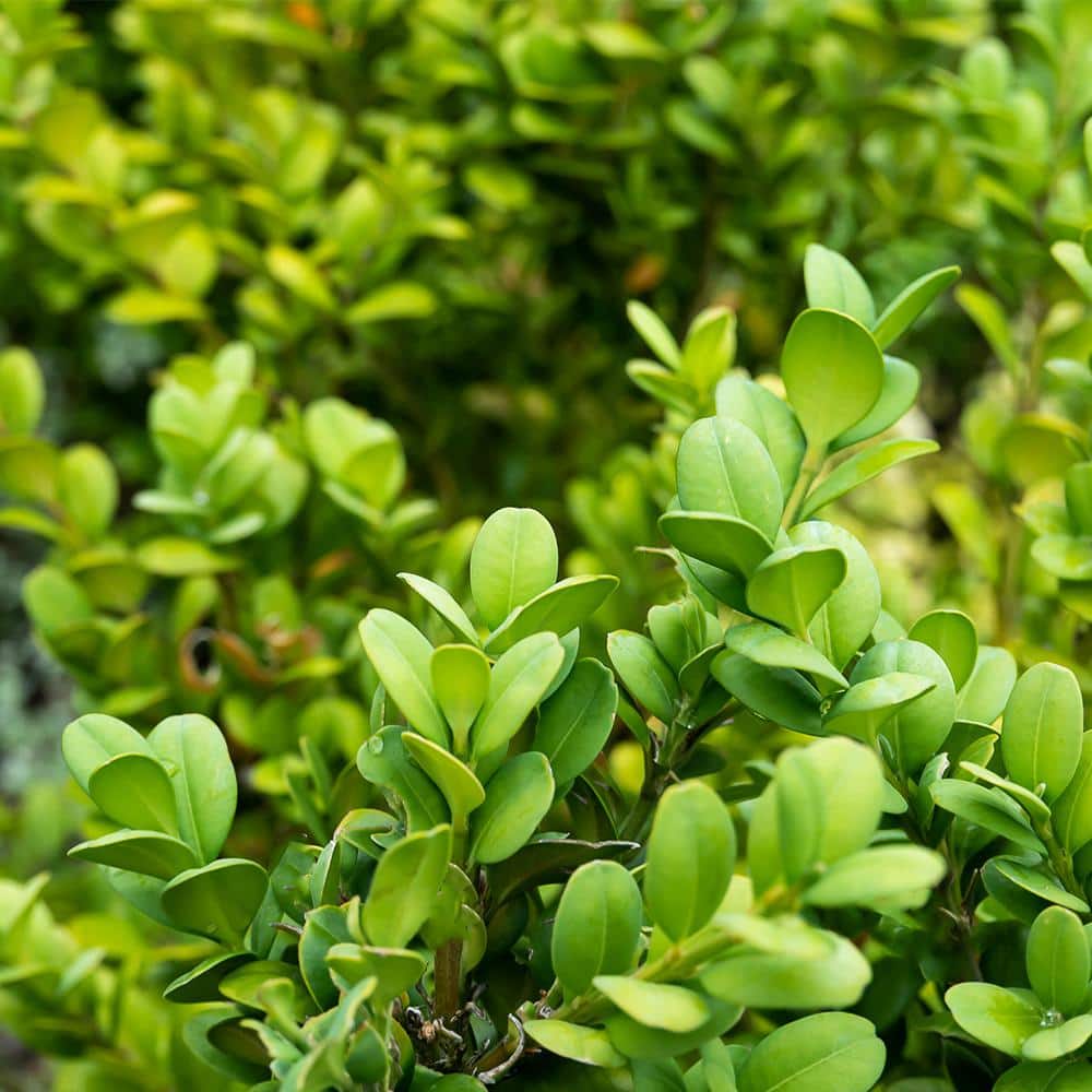 1 Gal. Japanese Boxwood Shrub Plant - Hercitys