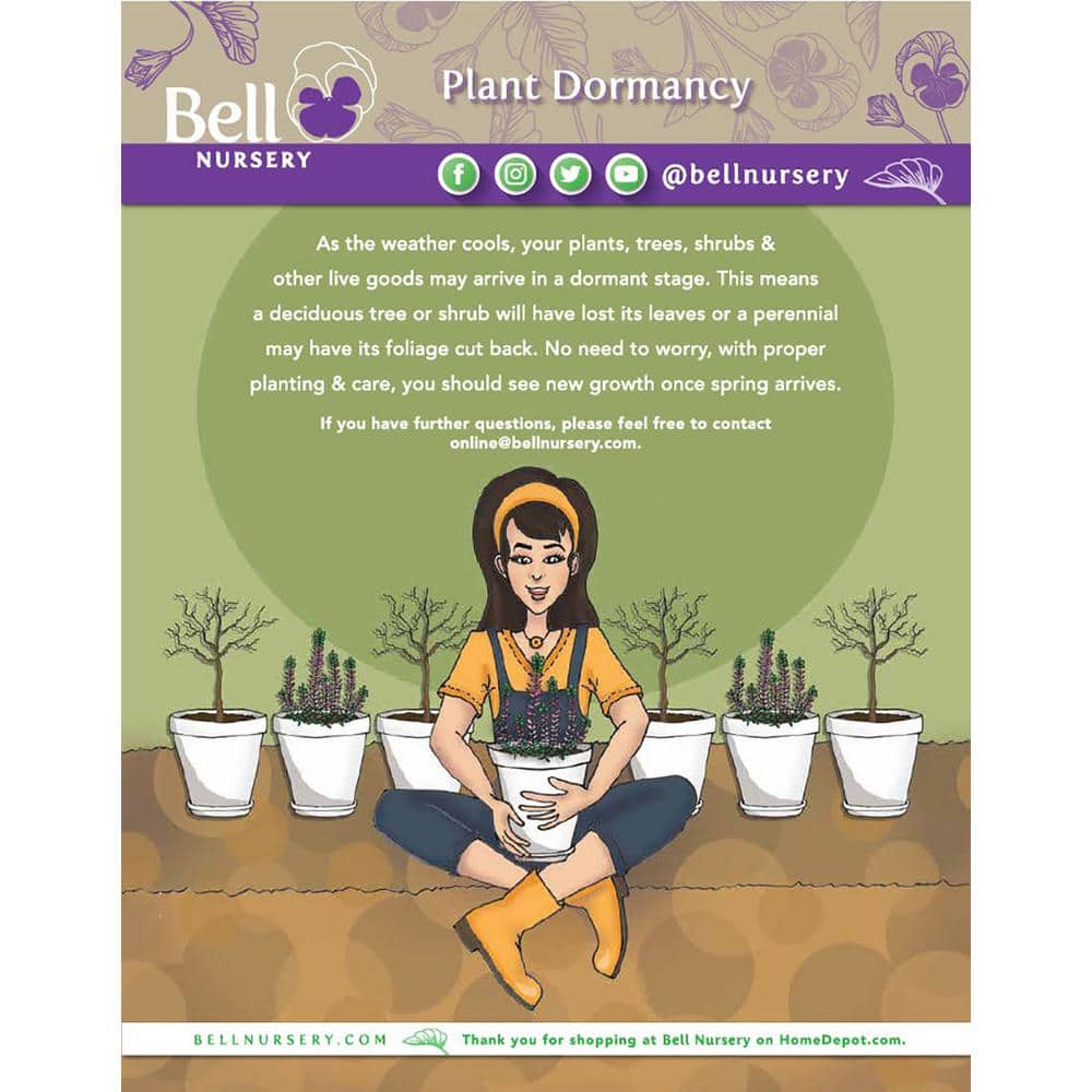 1 Gal. Blue Moon Stonecrop (Sedum Reflexum) Live Flowering Full Sun Perennial Groundcover Plant - Hercitys