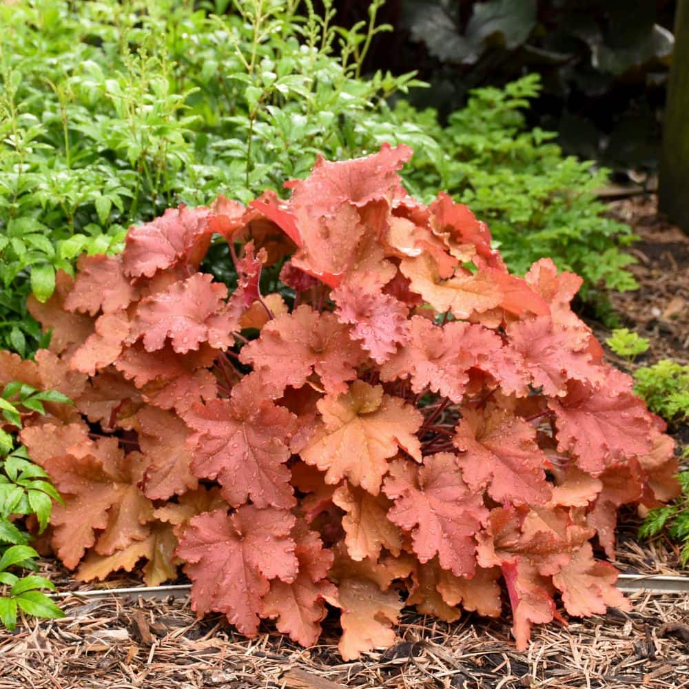 4.5 in. Qt. Dolce Peachberry Ice Coral Bells (Heuchera Hybrid) Live Perennial Plant with Orange Foliage - Hercitys