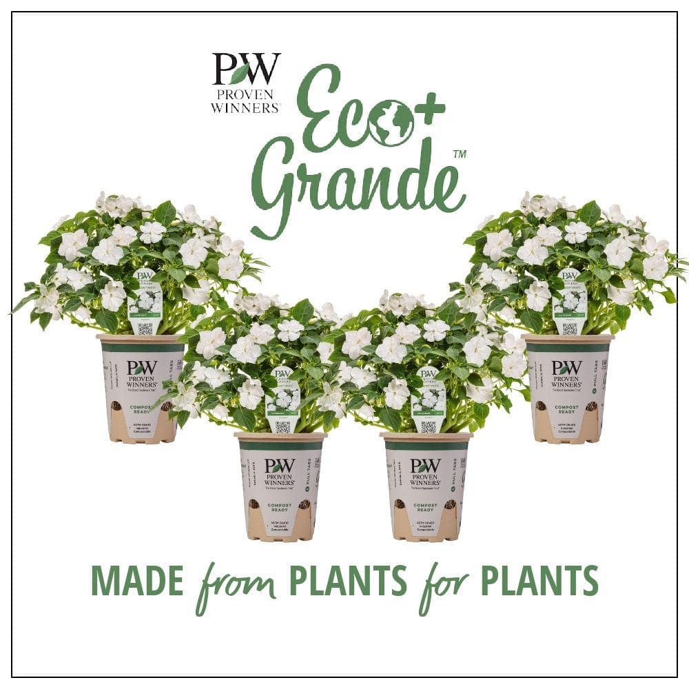 4.25 in. Eco+Grande Soprano White (Impatiens) Live Plant, White Flowers (4-Pack) - Hercitys