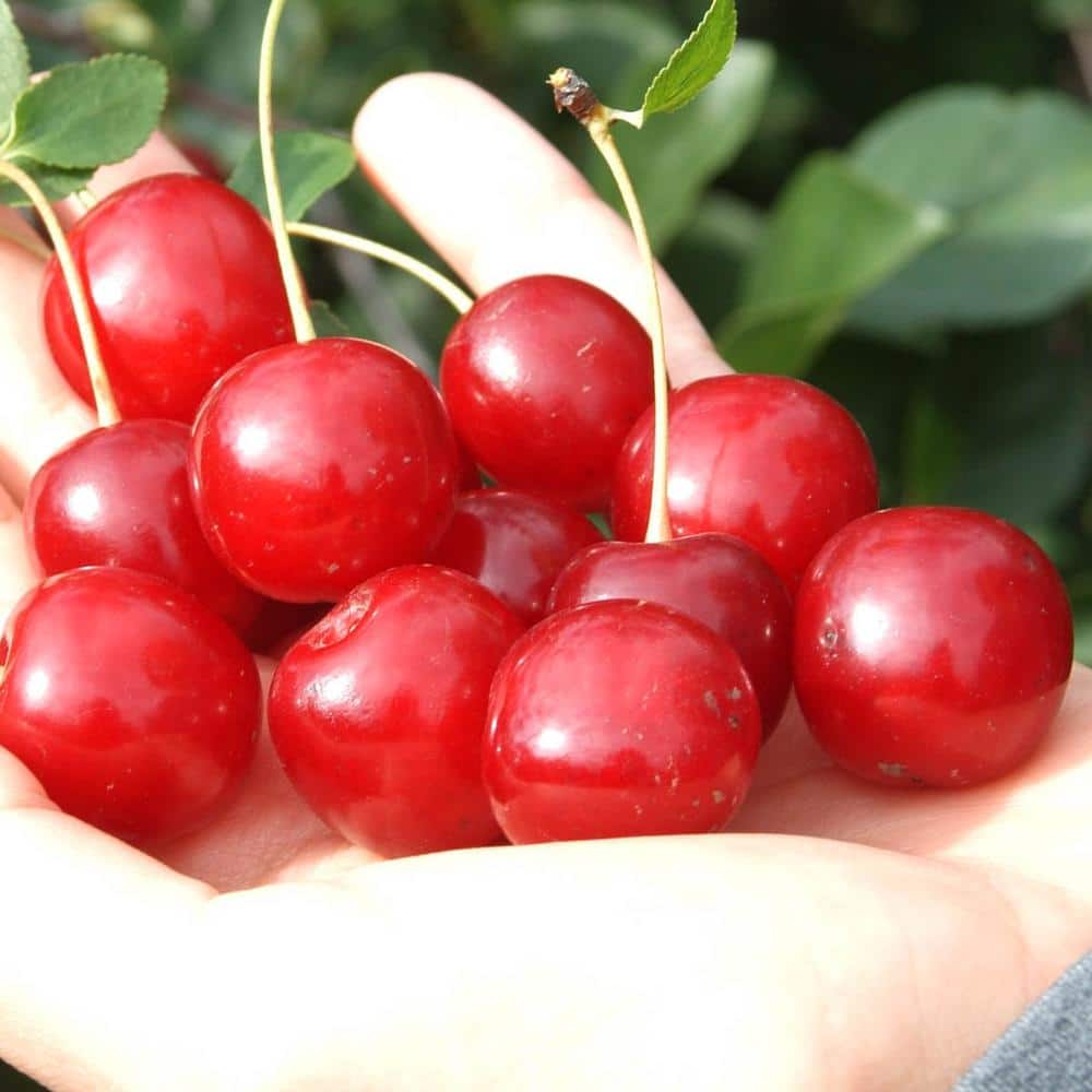 1 Gal. Pot Wowza Bush Cherry Fruit Bearing Plant (1-Pack) - Hercitys