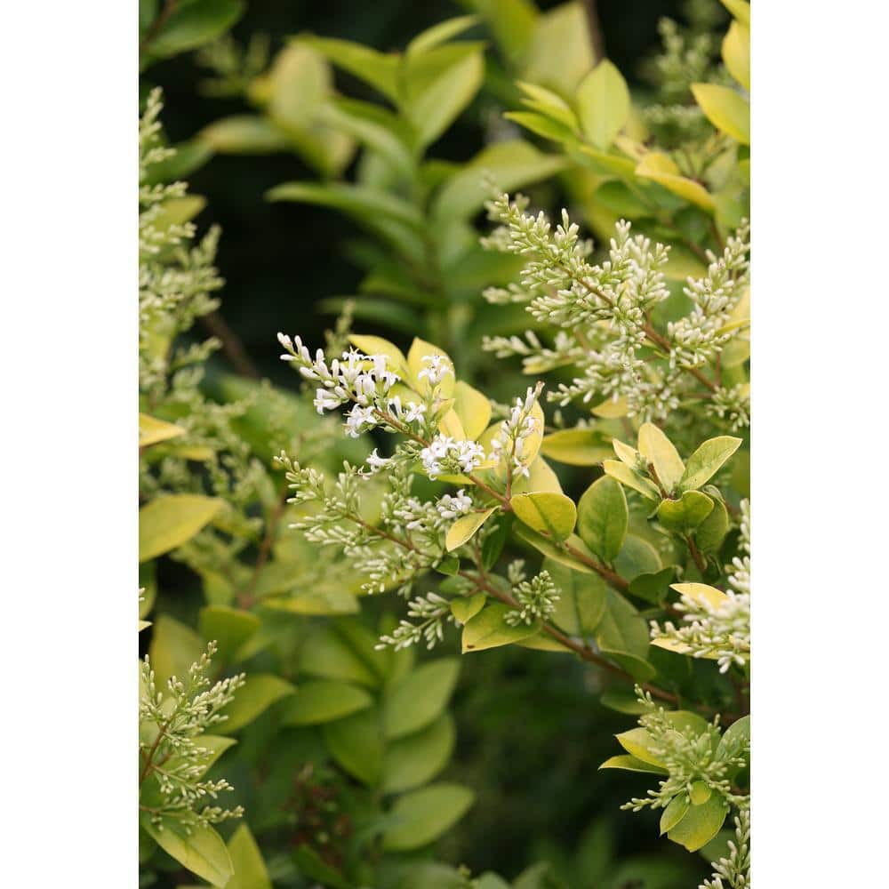 1 Gal. Golden Ticket Privet (Ligustrum) Live Shrub, White Flowers and Yellow Foliage - Hercitys