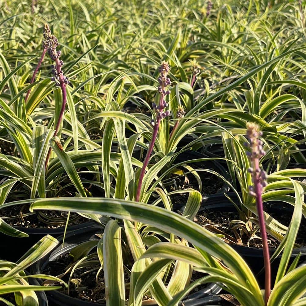 #1 Container Lily Silvery Sunproof Turf Plants (4-Pack) - Hercitys