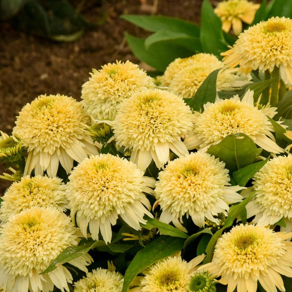 1 Gal. Double Coded Butter Pecan Yellow Flowers, (Coneflower) Live Perennial Plant (1-Pack) - Hercitys
