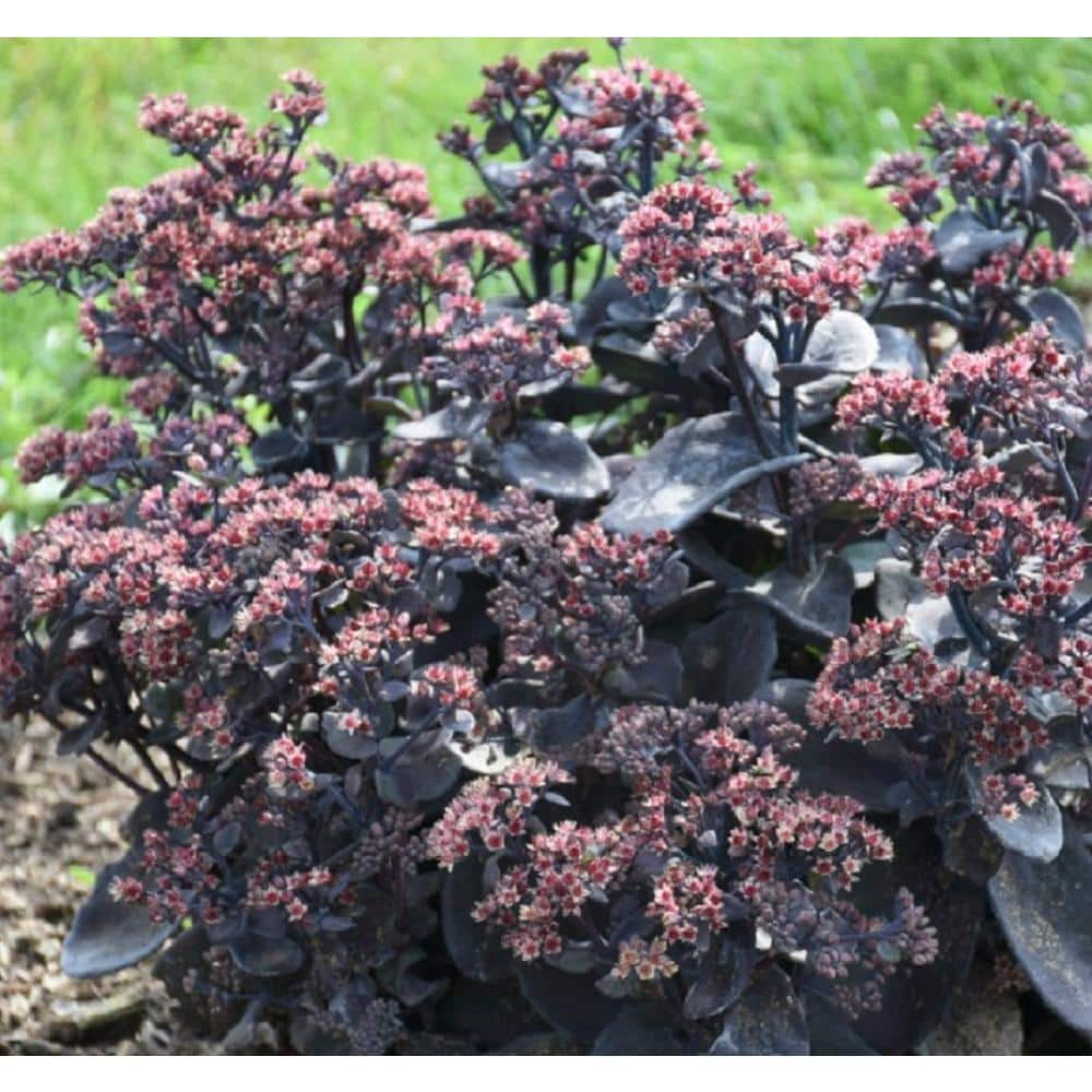 0.65 Gal. Rock ‘N Grow ‘Back in Black’ Stonecrop (Sedum), Live Plant, White Flowers and Black Foliage - Hercitys