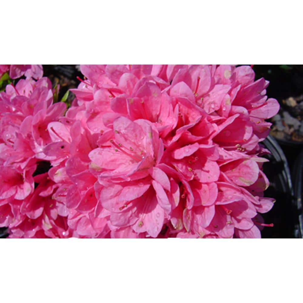 2.25 Gal. Coral Bell Azalea Plant with Pink Blooms - Hercitys