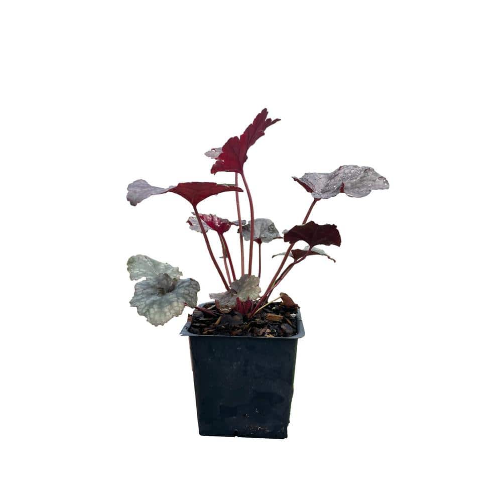 3 Plum Pudding Heuchera Plants in 3 Separate 4 in. Pots - Hercitys