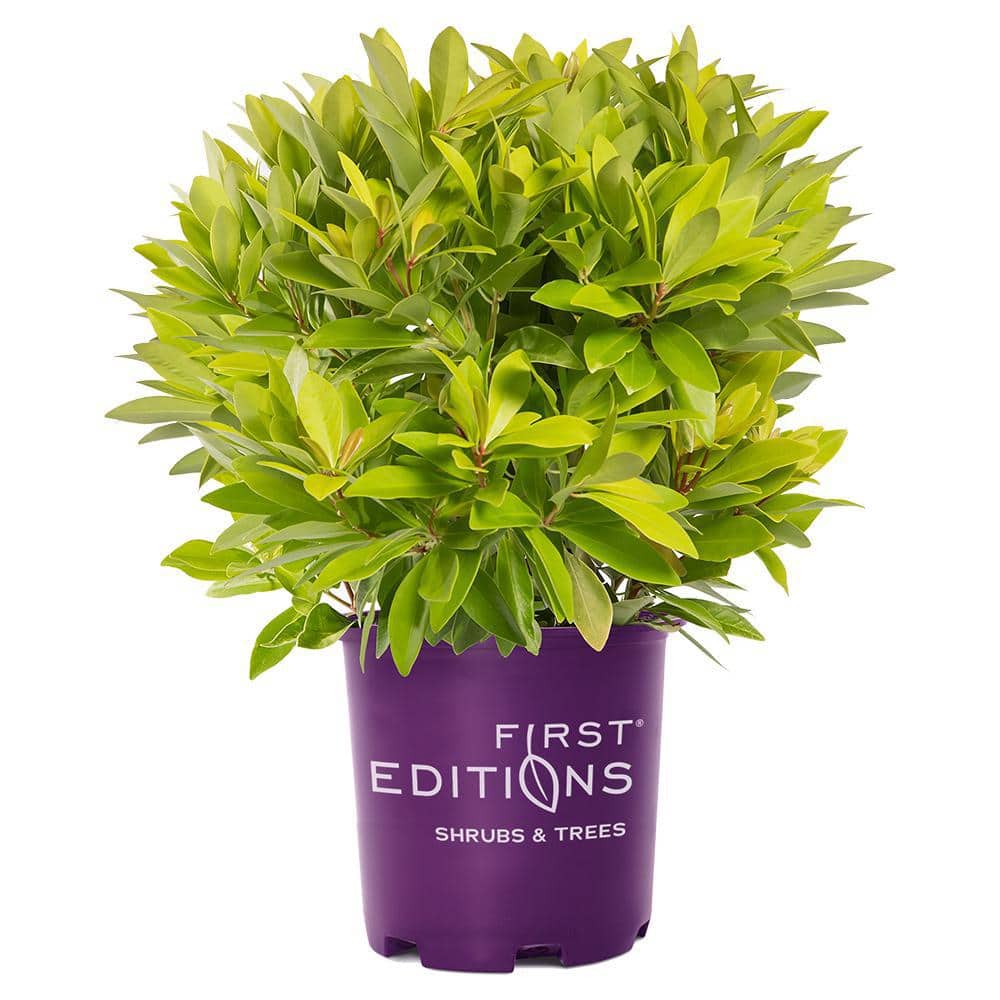 2 Gal. BananAppeal Small Anise Tree with Golden Yellow Foliage - Hercitys