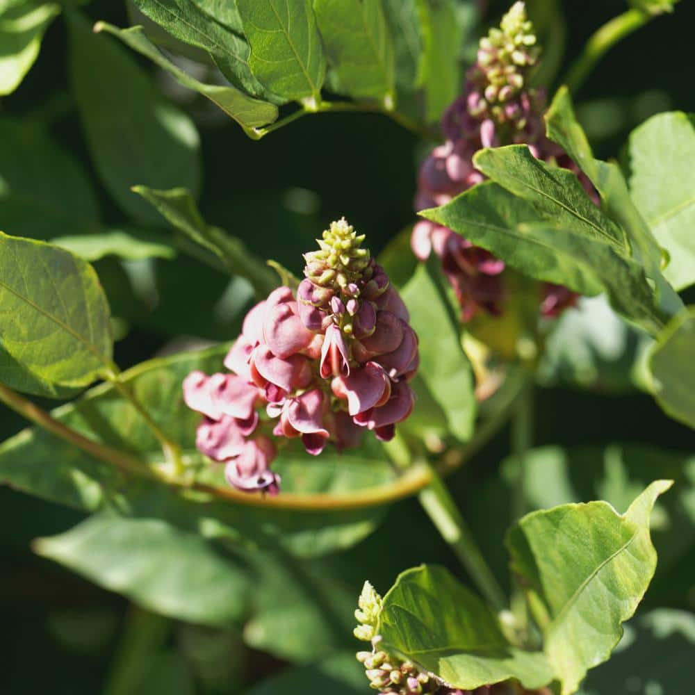 1 gal. Apios Americana Ground Nut Perennial Plant Ruddy Red Flowers - Hercitys
