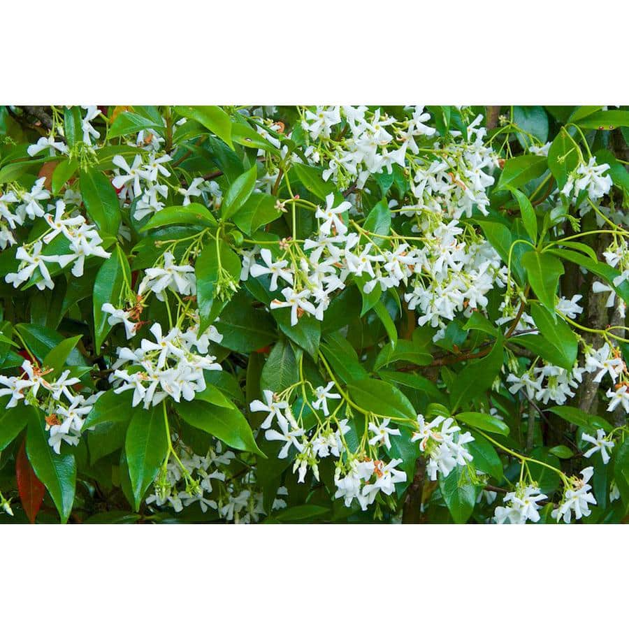 5 Gal. Star Jasmine (Bush) - Hercitys