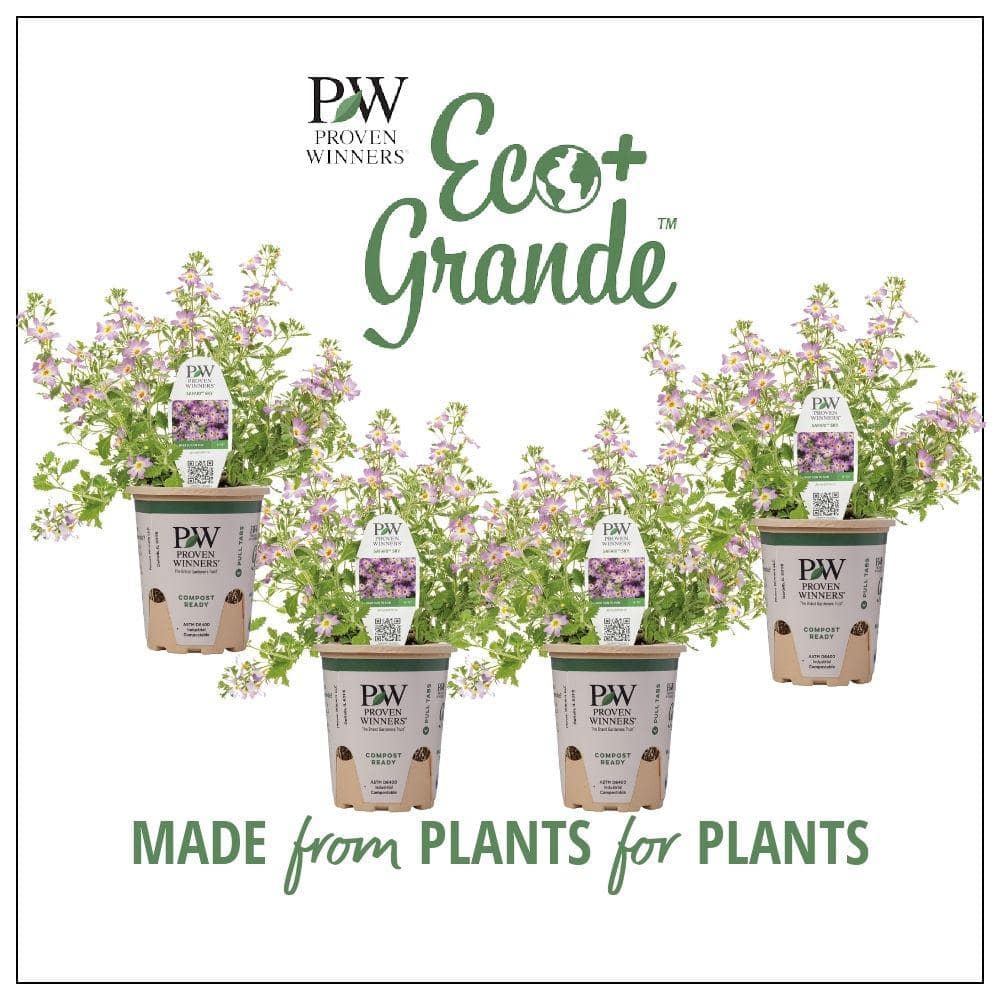 4.25 in. Eco+Grande Safari Sky (Jamesbrittenia) Live Plant, Purple Flowers (4-Pack) - Hercitys