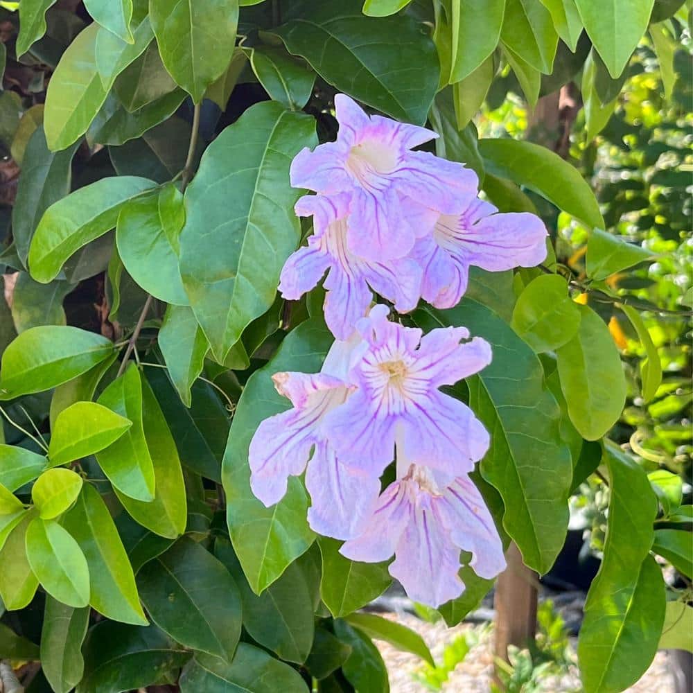 #5 Container Lavender Trumpet Vine Shrub - Hercitys