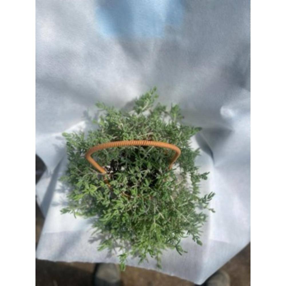 2-Piece Live Rooted Spreading Plant Pink Ice Plan, Dicrocaulon Ramulosum (L.Bolus) Ihlenf. - Hercitys