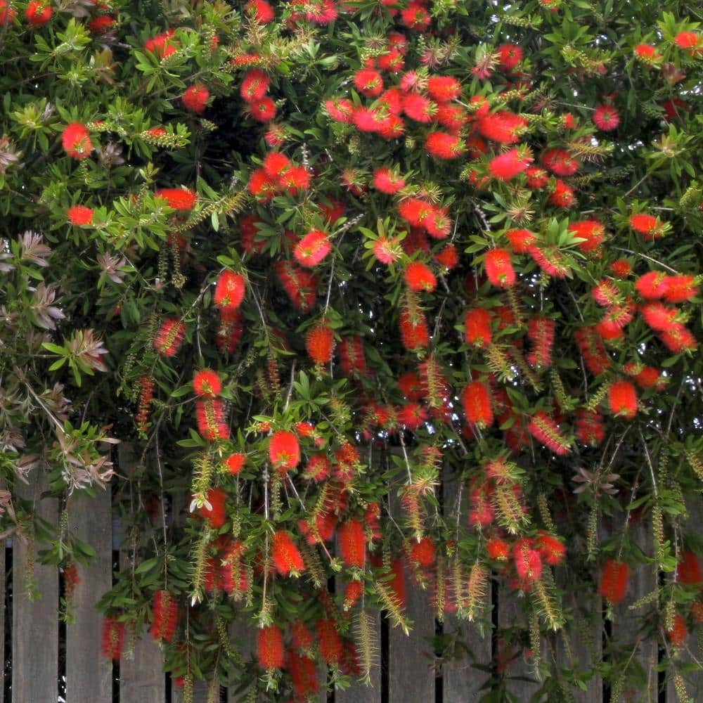 1 gal. Bottlebrush Shrub with Red Flowers - Hercitys