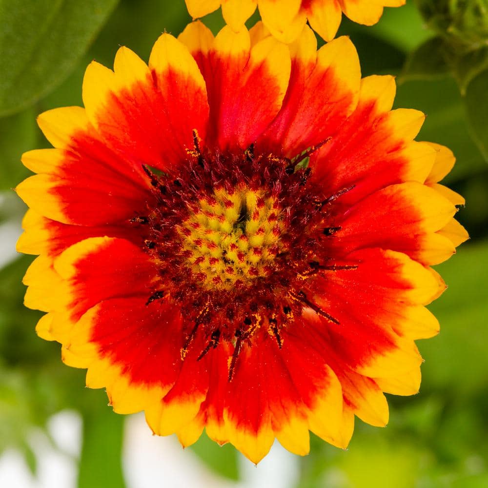 1 Gal. Barbican Yellow Red Ring Gaillardia Blanket Flower Napa Barrel Planter Perennial Plant (1-Pack) - Hercitys