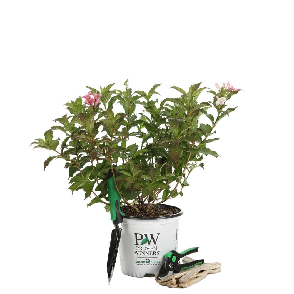 1 Gal. Czechmark Trilogy (Weigela) Live Shrub, White, Pink, and Red Flowers - Hercitys