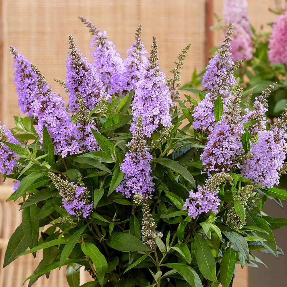 1.5 Gal. Lil’ Lavender Butterfly Bush (Buddleia) Live Shrub Plant, Light Purple Flowers - Hercitys