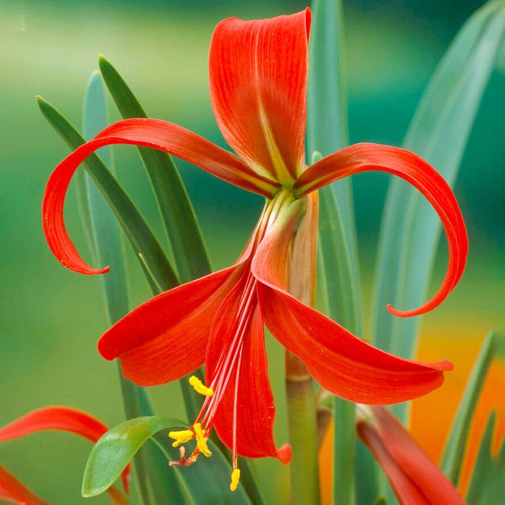 16 cm/18 cm, Aztec Lily Sprekelia Flower Bulbs (Bag of 5) - Hercitys