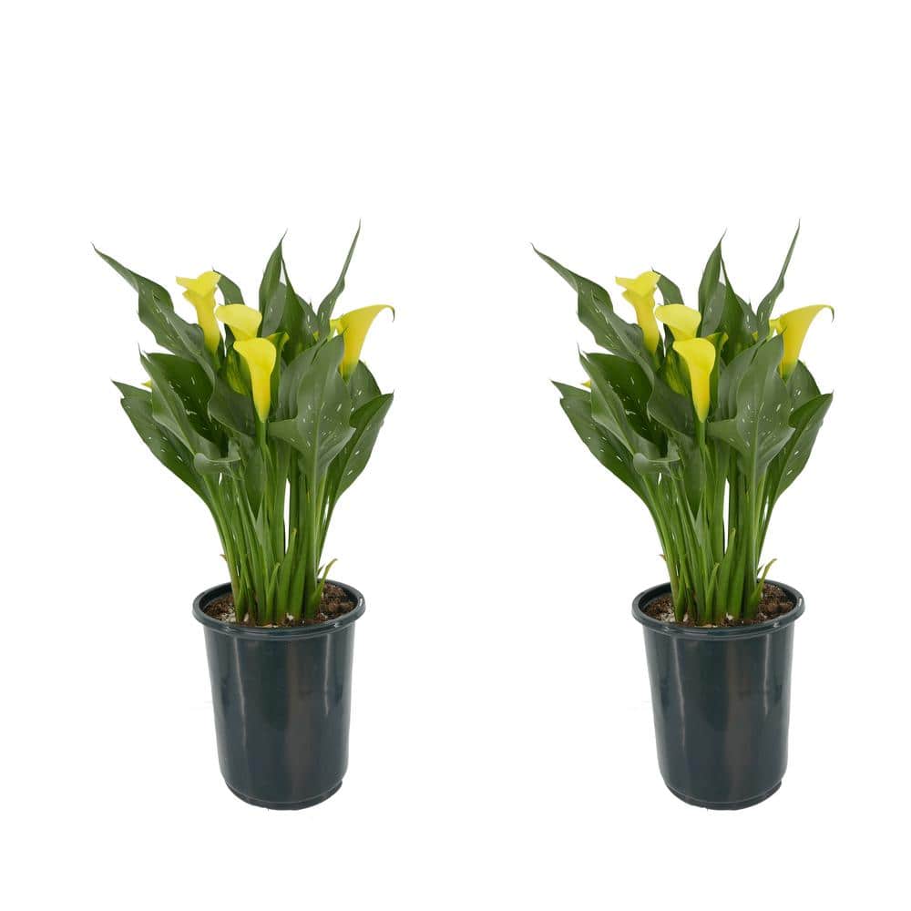 2.5 qt. Perennial Calla Lily Yellow (2-Pack) - Hercitys