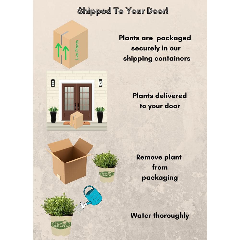 1 Gal. Renaissance Boxwood Shrub - Hercitys