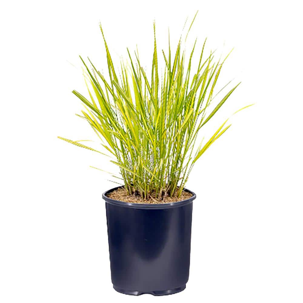 2.5 qt. Calamagrostis A El Dorado Perennial Plant with No Flowers – (1-Pack) - Hercitys