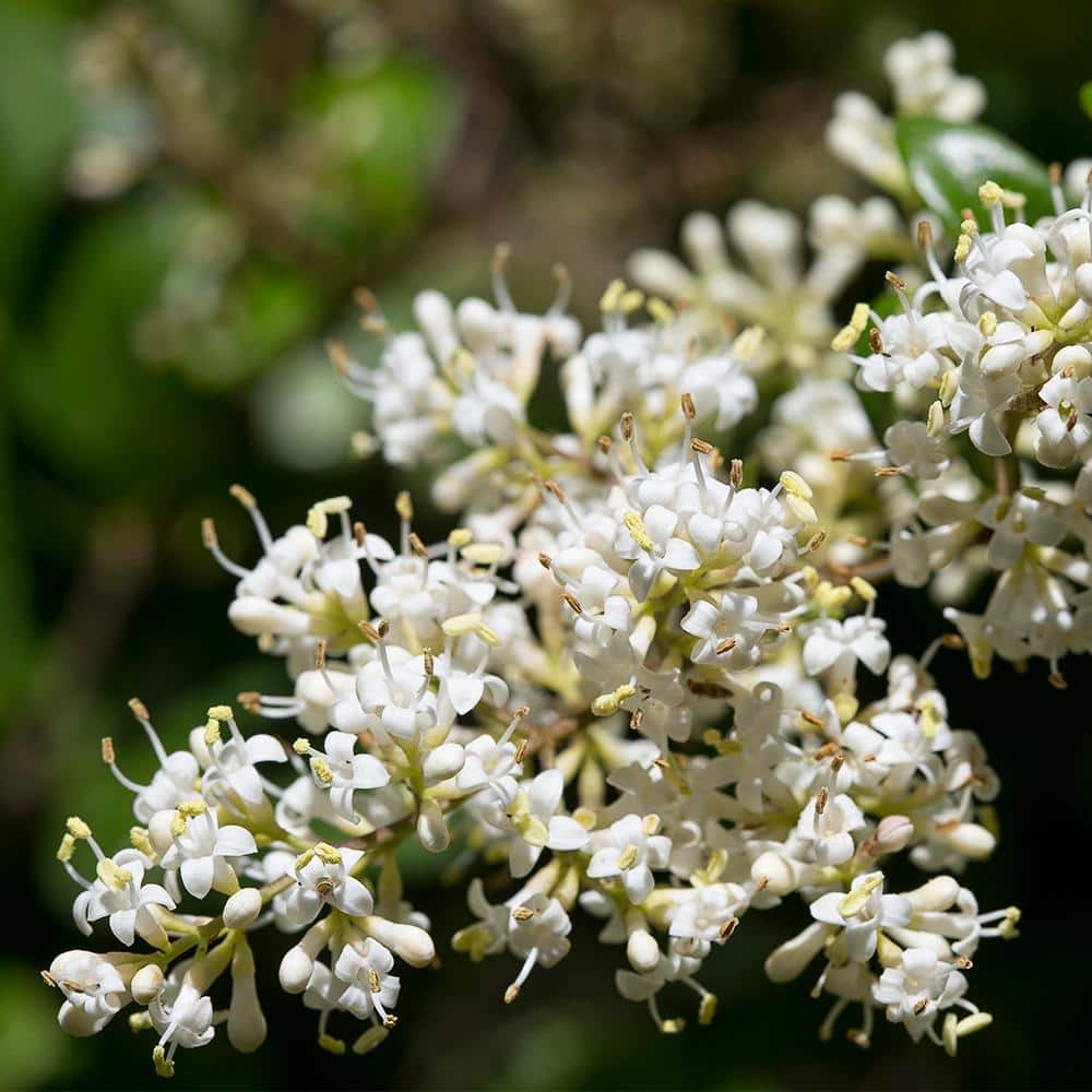 1 Gal. Ligustrum Japonicum Texanum Shrub Plant - Hercitys