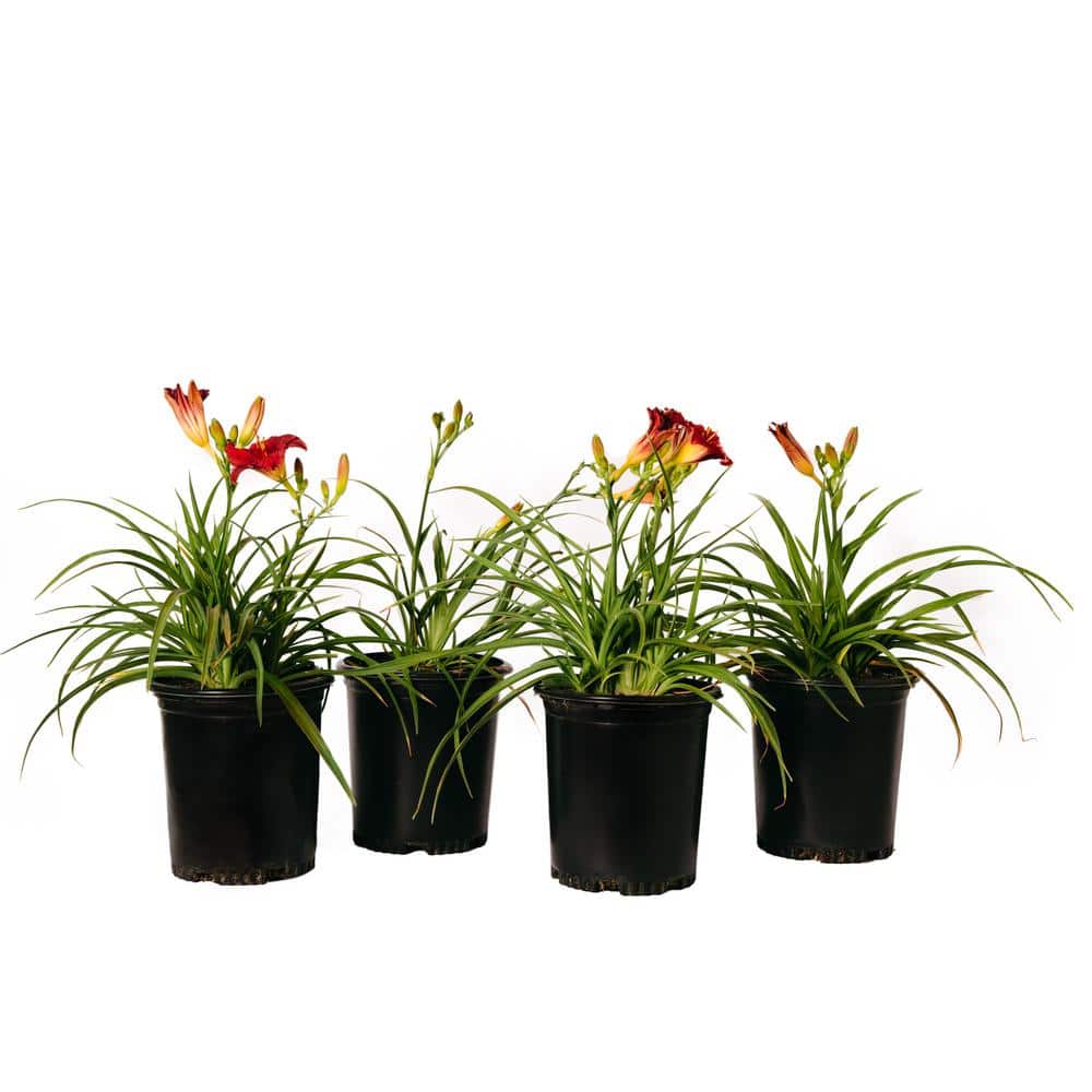 #1 Container ‘Rosie Meyer’ Daylily Plants (4-Pack) - Hercitys