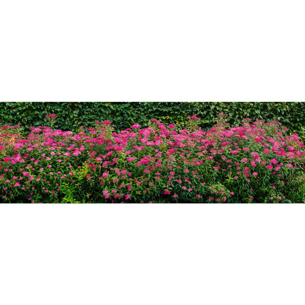 1 Gal. Anthony Waterer Spirea Shrub Huge Pyramidal Clusters of Rosepink Flowers, Dense Spreading Green Foliage - Hercitys