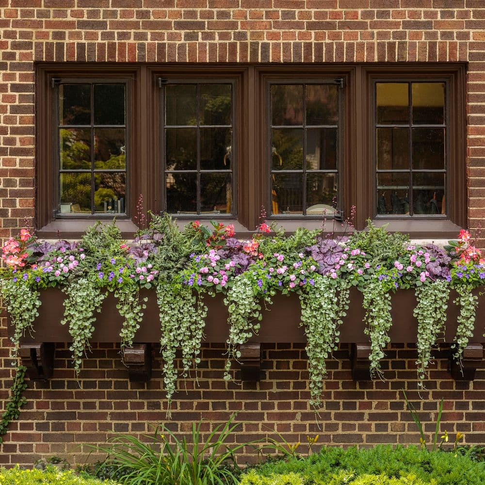 1 Gal. Crested Surf Crested Japanese Painted Fern (Athyrium niponicum) Live Perennial Plant - Hercitys