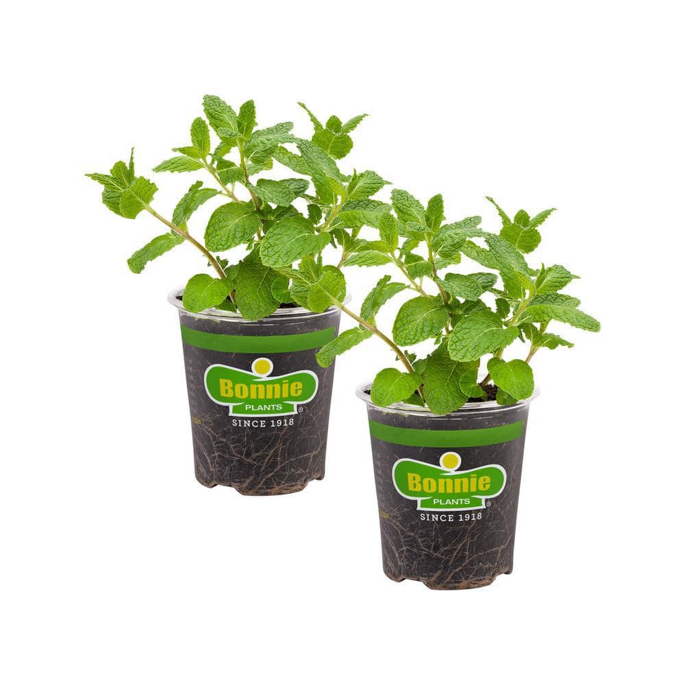 19 oz. Sweet Mint Herb Plant (2-Pack) - Hercitys