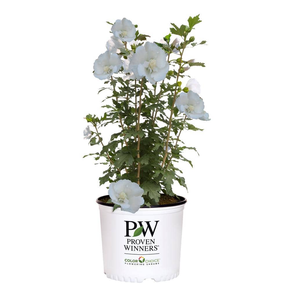 2 Gal. White Pillar Rose of Sharon (Hibiscus) Plant with White Flowers - Hercitys