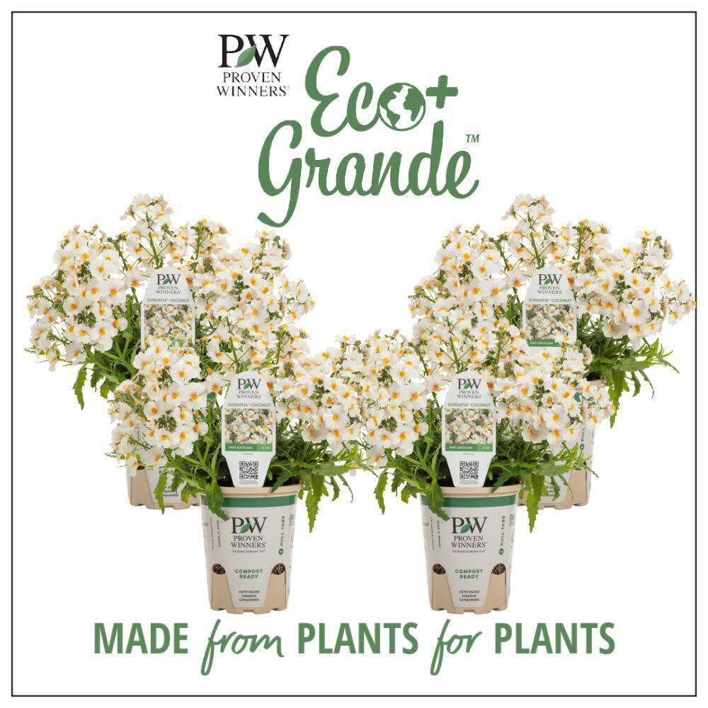 4.25 in. Eco+ Grande Sunsatia Coconut Nemesia (Hybrid) Live Annual Plant with White Flowers 4-Pack - Hercitys