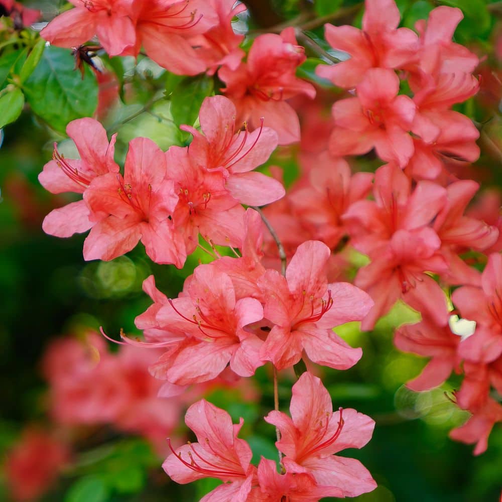 3 gal. Azalea Flame Creeper Shrub with Orange Flowers - Hercitys