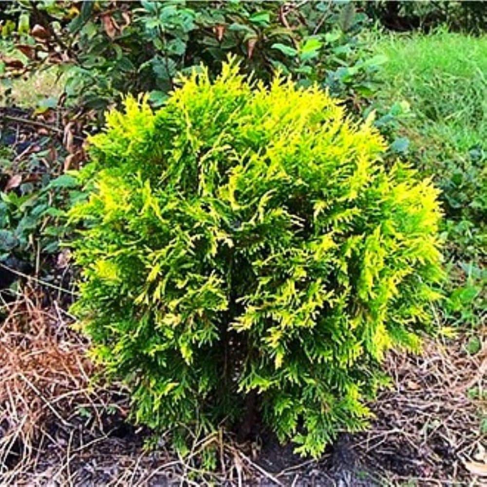 2.25 Gal. Golden Globe Arborvitae Evergreen Shrub With Bright Yellow Foliage (1 each) - Hercitys