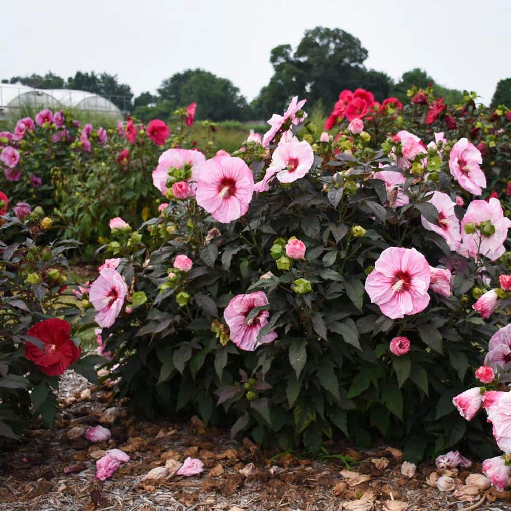 2 Gal. Summerific Cherry Choco Latte Rose Mallow (Hibiscus Hybrid) Live Perennial Plant with Pink Flowers - Hercitys