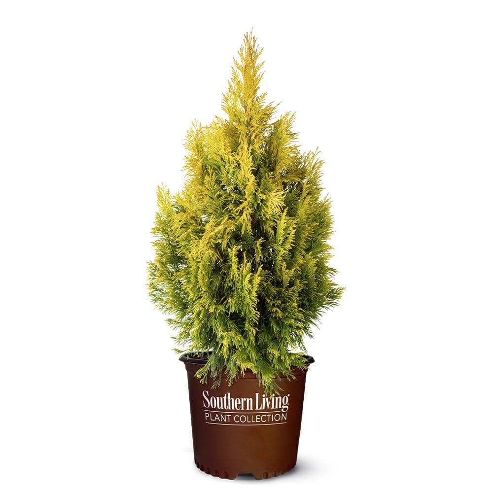 2 Gal. Forever Goldy Arborvitae Shrub - Hercitys