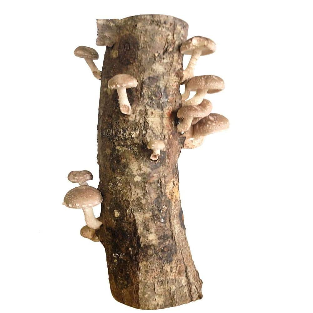 12 in. Shiitake Mushroom Log - Hercitys
