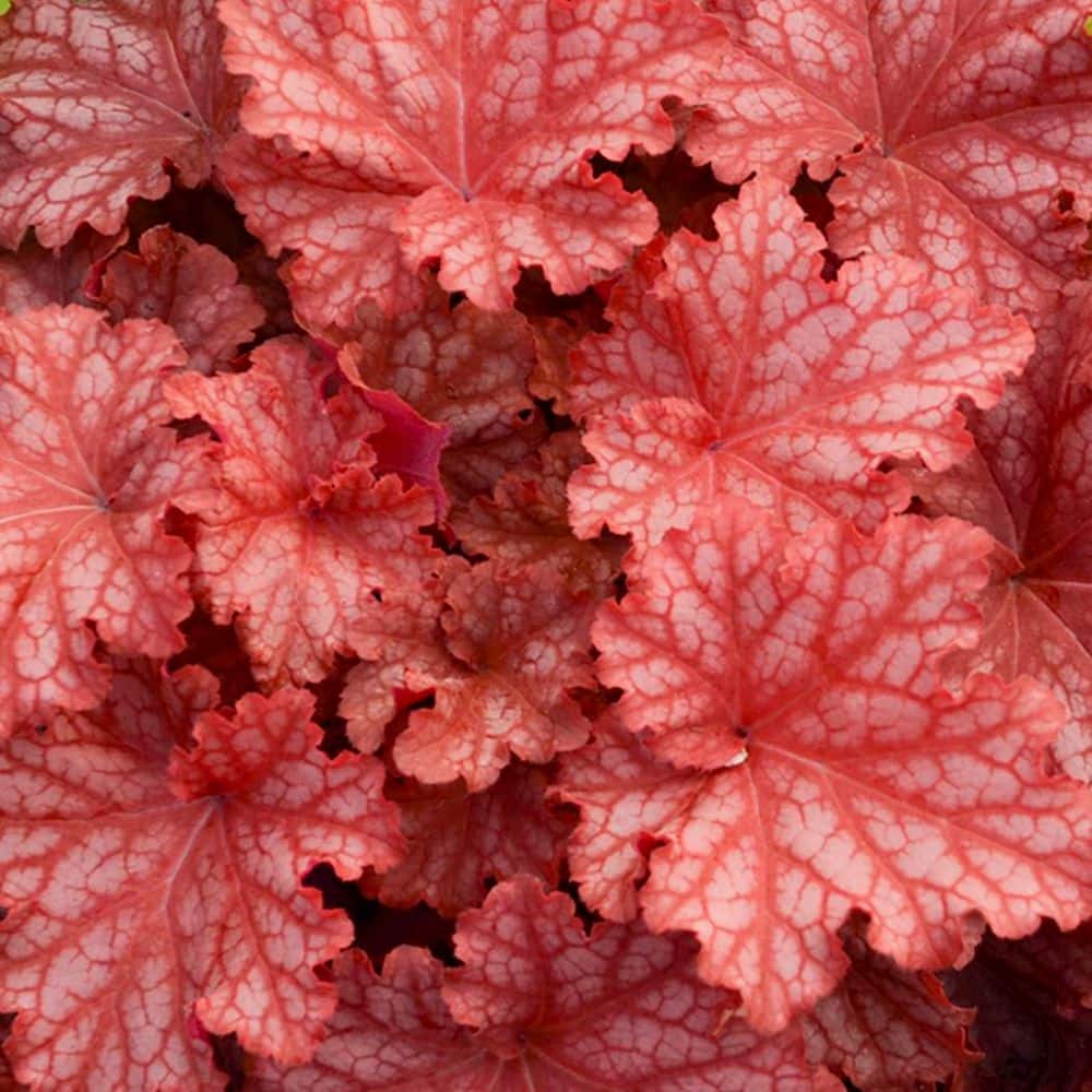 4.5 in. Qt. Dolce Peachberry Ice Coral Bells (Heuchera Hybrid) Live Perennial Plant with Orange Foliage - Hercitys
